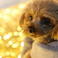 年末年始に犬と過ごすときに気をつけるべきこと5つ　考えられるトラブルとは？