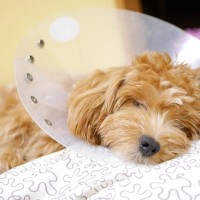 犬を『運動させてはいけない』タイミング5選　日常生活で気をつけるべきことや体に与える悪影響まで