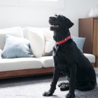 犬が『お姉さん座り』をする理由４選　放っておいても大丈夫？今すぐ病院へ行くべき状態まで