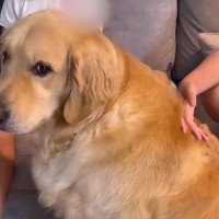 朝、雷が鳴りビビる大型犬→登校前の女の子たちに向かって…必死過ぎる『守ってください』の行動が569万再生「自分のサイズ分かってなくて草」