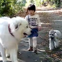 3歳の女の子が初めて超大型犬と小型犬を同時に散歩→小さな体で『完全に従える光景』に反響「大好きなんだね」「完璧にリラックスしてる」
