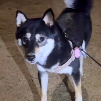 『散歩から帰りたくない』と抗議する犬→『パパが家にいるよ』と伝えた瞬間…素直すぎる『まさかの反応』が50万再生「大好きなんだ」「賢い」