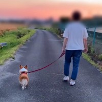 自転車で下校するお姉ちゃんに遭遇した犬→嬉しくなりすぎて…散歩どころではなくなってしまう様子が37万再生「方向転換ｗ」「幸せな帰り道」