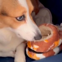 買ったばかりのスリッパを奪う犬→取り返そうとしたら…『まるでコントのようなやり取り』が17万再生「疑ってて草」「うちも片方だけ5個ある」
