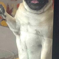 トリミングサロンへ犬をお迎えに行ったら…人間にしか見えない『まさかの表情と姿勢』が11万回表示「小さいおっさん感ｗ」「悶えた…」と絶賛