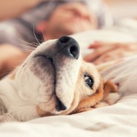 犬が『飼い主の寝床』に入ってくる心理4選　ベッドで一緒に寝ようとする理由や考えられるリスクまで