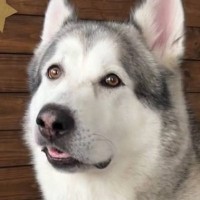 大型犬の耳掃除をした結果→普段は可愛らしい顔なのに…想像の上をいく『初めての表情』が25万再生「どういう感情ｗｗ」「口角上がってて草」