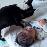 どうしても赤ちゃんと一緒に寝たい犬→そっと隣にやってきて…まさかの『可愛すぎる行動』に反響「すっかりお姉ちゃんだね」「守ってる」