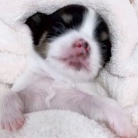 全然起きない赤ちゃん犬→心配になり病院に行った結果…思いもよらない『まさかの診断名』が90万再生「別名高木ぶー」「朝ご飯中にワロタ」