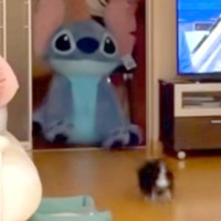 大きなぬいぐるみを買ったので、犬に見せた結果→喜ぶかと思ったら…予想と違いすぎる『まさかの反応』が223万再生「急ブレーキｗ」「可愛い」