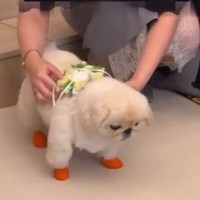 結婚式で『リングドッグ』を任された犬→通路を歩くのかと思いきや…まさかの『マイペースすぎる光景』に爆笑「たまらん可愛さ」「ファンサｗ」