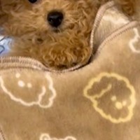 転がっている子犬に『お布団をかけてあげた』結果→まるで人間の赤ちゃんのような『尊い寝方』が172万再生「もう人間ｗｗ」「おてて最高」