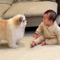 犬が『赤ちゃんを遊びに誘った』結果→追いつけない速度で…尊すぎる『お兄ちゃんをする光景』が280万再生「子守りの天才」「かわいい世界」