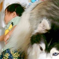 赤ちゃんを守る大型犬→小型犬も近くで…大きさが違いすぎる『守り神』が可愛すぎると2万いいね「どちらも守る眼してる」「ハスキーの貫禄ｗ」