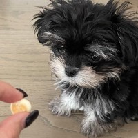 生後10ヶ月の子犬におやつを見せた結果→『喜んで食べる』と思ったら…想像の上をいく『まさかの光景』に2万いいね「可愛すぎ」「ぬいぐるみ」