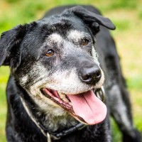 犬が『シニア』初期段階でみせるサインとは？変化してきたときに飼い主がすべき準備まで