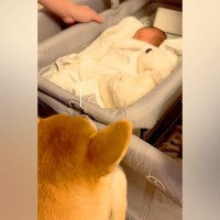 生まれたての赤ちゃんと初めて出会った犬→戸惑ってしまい…だんだんと慣れてきた『現在の様子』が18万再生「お兄ちゃんだ」「最後は爆睡ｗｗ」