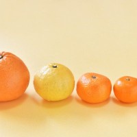 【獣医師監修】犬は柑橘類を食べても大丈夫？注意点は？あげてはダメな部位から安全な種類まで徹底解説