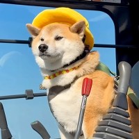 乗り物が大好きな柴犬のために『巨大ショベルカー』を手配した結果→まさかの展開が15万再生「あまりにも可愛すぎる」「本当に楽しそう」と絶賛