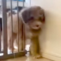 ゲートをすり抜ける子犬→3ヶ月後、体が大きくなり『通れないかな』と思ったら…『予想を裏切る光景』が22万再生「すごいの一言」「見事」