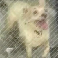 真夏のゴミ屋敷に放置された『ボロボロの老犬』を緊急保護→飼い主との連絡は途絶えて…衝撃の出会いと現在が17万再生「涙が…」「幸せに」