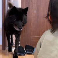 高熱を出して号泣する女の子→『パパがいじめている』と甲斐犬が勘違いして…正義感あふれる行動が12万再生「涙出た…」「素晴らしい家族」
