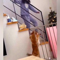 インフルエンザで隔離中の女の子→３日ぶりにリビングへ来た結果、犬が…尊すぎる『愛情あふれる光景』に反響「大好きなの伝わる」「嬉しさ爆発」