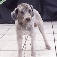 『土手に捨てられていた犬』と6年間一緒に暮らした結果…当時が嘘のような『現在の光景』が10万再生「成長に泣けた」「健気でたまらない」