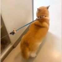 病院の先生LOVEな柴犬→診察室で先生を見つけた瞬間に…ずっと見ていたい『愛情表現』に191万再生の反響「耳がｗｗ」「診察し放題で草」