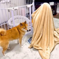 普段は会えないおばあちゃんが『タオルの中に隠れてるドッキリ』を犬に仕掛けた結果…どんくさ過ぎる反応が20万再生「たまらんｗ」「天才」