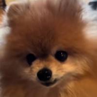 酷い環境で管理された『5歳の元繁殖犬』を保護→獣医師から『歯がボロボロで14歳並み』と言われ…『現在の光景』に反響「素敵な笑顔」「幸せに過ごして」