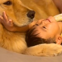 男の子とソファで転がる大型犬→もはや恋人のように『イチャイチャする光景』が尊いと35万再生「可愛いが過ぎる」「ふたりとも幸せそう」と話題
