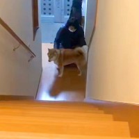 犬の散歩中に『お姉ちゃんが内緒で帰宅しているサプライズ』をした結果→気付いた瞬間の光景が112万再生「飛び回ってるｗ」「めちゃ可愛い」