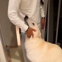 パパが『1泊の出張から帰ってきたら』、大型犬が…帰宅した瞬間の『嬉しさいっぱいの反応』が可愛すぎると絶賛「すごく嬉しそう」「よかったね」