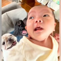 朝、赤ちゃんを抱いて『犬におはようの挨拶をしに行った』結果→テンションMAXで『大歓迎する光景』に反響「元気いっぱい」「なめ回されそうｗ」