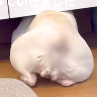 扉の下をくぐろうとする犬→まさかの悲劇が…思わず笑ってしまう『20秒後の光景』が500万再生「困り顔かわいい」「愛おしすぎるｗ」と絶賛