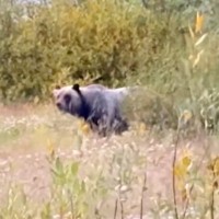 犬とキャンプに出かけたら『巨大な熊』と遭遇→危機迫る中、気配を察知したワンコの行動に称賛の声「めっちゃ勇敢で感動」「野生の勘ってスゴイ」