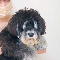 顔が見えないほど『モサモサな犬』をトリミングした結果→想定外な『別犬級のビフォーアフター』が話題「テディベア」「白い眉毛が可愛らしい」