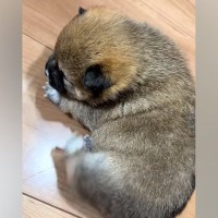 赤ちゃん犬が『自分の体を掻こうとした』結果→手足が短すぎて…とんでもなく尊い『一生懸命な光景』が42万再生「コロンコロンｗ」「可愛すぎ」