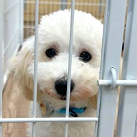 『今週中に繁殖場行き』と値下げされていた犬→直前に飼う決意をし…悲しい物語と現在の光景に反響「涙が出た」「幸せになって」と8万再生
