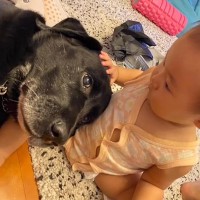 赤ちゃんの近くから離れない大型犬…ずっと見ていたい『1人と1匹の物語』に感動の声「かわいいしかない」「いつまでも仲良しでいて」
