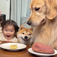 2匹の犬が『ダイニングチェア』で…思わず微笑んでしまう『人間のような食事風景』が51万再生「素晴らしい環境…」「3人仲良しでほっこり」