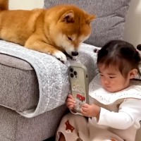 1歳の女の子が『犬をスマホで撮影』しようとしたら…家族愛を感じる『微笑ましい光景』に21万再生の反響「最高に癒される」「理想的なご家族」