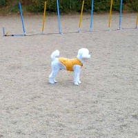 ドッグランでよそ見をしている犬に内緒で『そっと隠れてみた』結果…気付いた瞬間の『尊い反応』が28万表示「お耳が最高」「一生懸命で可愛い」