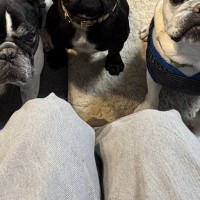 7匹の犬の前で『最後の干し芋』を食べた結果→もはや味がしない『とんでもない圧』をかける光景に反響「圧巻」「えー…って声聞こえるｗ」