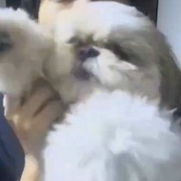 仕事中、彼氏から『子犬の見守りカメラ見て！』と連絡→焦って確認した結果…『想定外の光景』に9万いいね「予想外すぎて草」「素敵な瞬間」