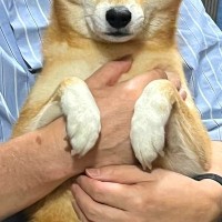 お父さんに抱っこしてもらう犬→まさかの『心底嫌そうな表情』が9万表示「不機嫌そうで笑った」「目が…！でも可愛い」と爆笑の声