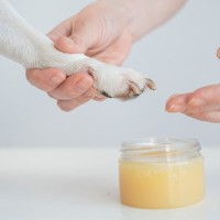 『乾燥』による犬への悪影響5つ　どんな症状が表れるの？今の時期にすべき対策とは