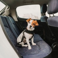 犬を『車に放置してはいけない』理由3選　短時間でも絶対NG？愛犬と出かけるときの注意点まで