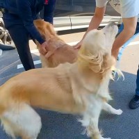 80日ぶりに『大好きな人』と再会した大型犬→全身全霊で見せた『久しぶりのご挨拶』が6万再生「何年も会ってないみたいｗ」「可愛すぎる」